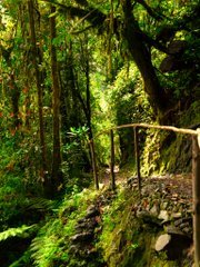 DestinationRw's tweet photo. @DestinationRw  Get off the beaten path and enjoy the serenity of Nyungwe National Park. Choose an adventure that’s right for you and create extraordinary memories in one of Africa’s ancient rainforests! #visitrwanda https://t.co/u7DH2wB3rJ
