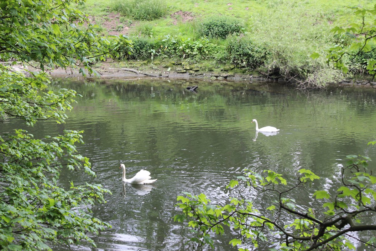 The River Wear which flows through Lambton Park is tidal up to Lamb Bridge!  Historically, the water quality in the river was extremely low.  Now one of the most improved rivers in England, brown trout, sea trout and salmon can now be seen.  #lambtonparkuk #theriverwear