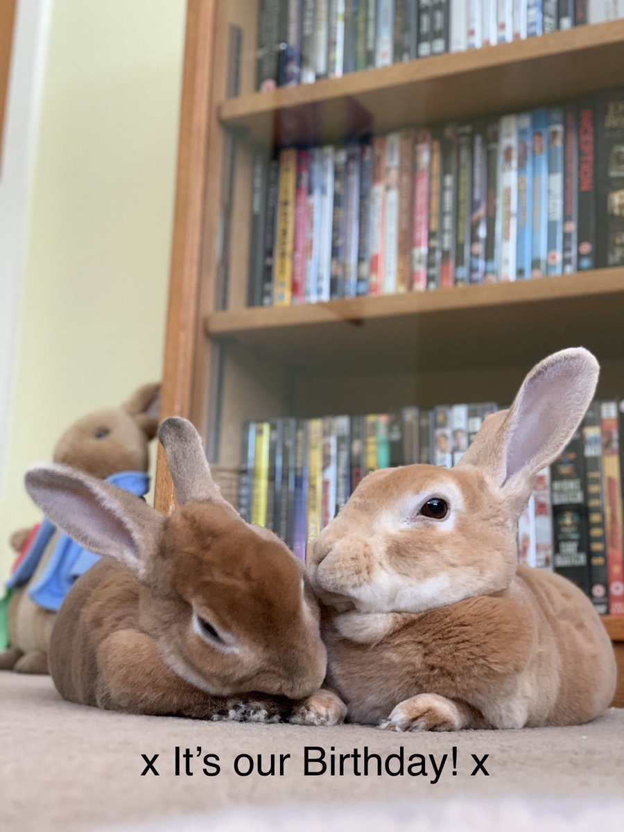 BunArtist's tweet photo. Ben and Nevis are 6
#happybirthday #birthday #bunnies #minirex #chilled #hoppy https://t.co/ciMgdVFaEC