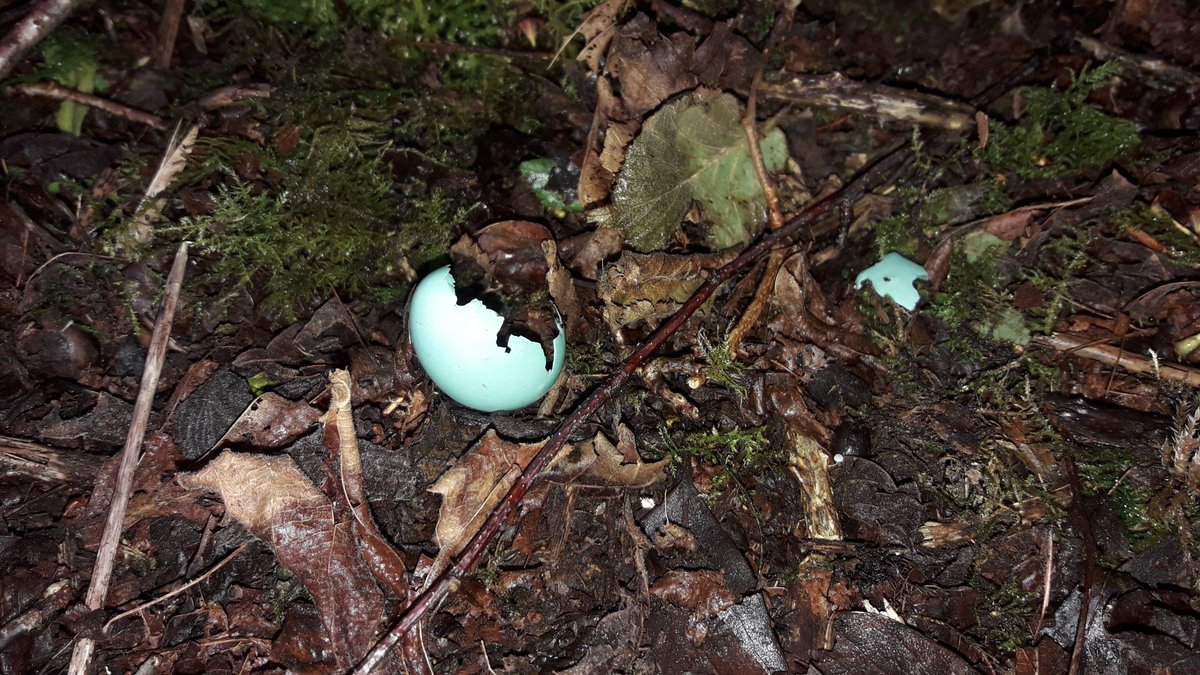Christine Meehan (@enviromeehan) on Twitter photo Working outdoors, I have quickly realised I have a lot of knowledge gaps when it comes to plants & birds especially. Hoping someone could help me identify which species this egg belongs to. Found yesterday in a broadleaf woodland in South Kerry. Roughly 1" in length. <a href="/kellylad/">Kilian Kelly</a>? Working outdoors, I have quickly realised I have a lot of knowledge gaps when it comes to plants & birds especially. Hoping someone could help me identify which species this egg belongs to. Found yesterday in a broadleaf woodland in South Kerry. Roughly 1" in length. <a href="/kellylad/">Kilian Kelly</a>?