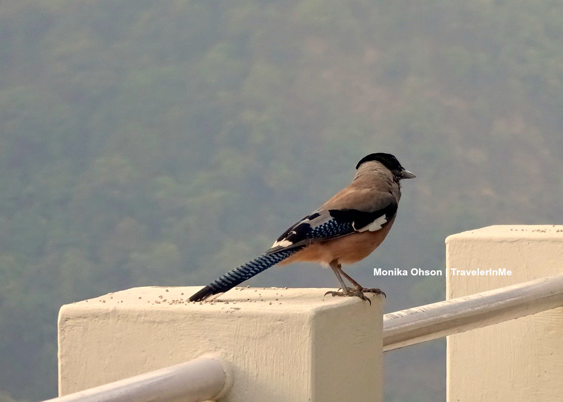TravelerInMe's tweet photo. Black Headed Jay or Lanceolated Jay or Garrulus Lanceolatus (Village Bagar Malla, Pangoot, Uttarakhand, India)

#NainaDeviHimalayanBirdsConservationReserve @UTDBofficial @incredibleindia @conserve_ind #BirdsOfIndia #PangootBirding #BlackHeadedJay #Pangot #Photography #travel https://t.co/9vPVnKSWiz