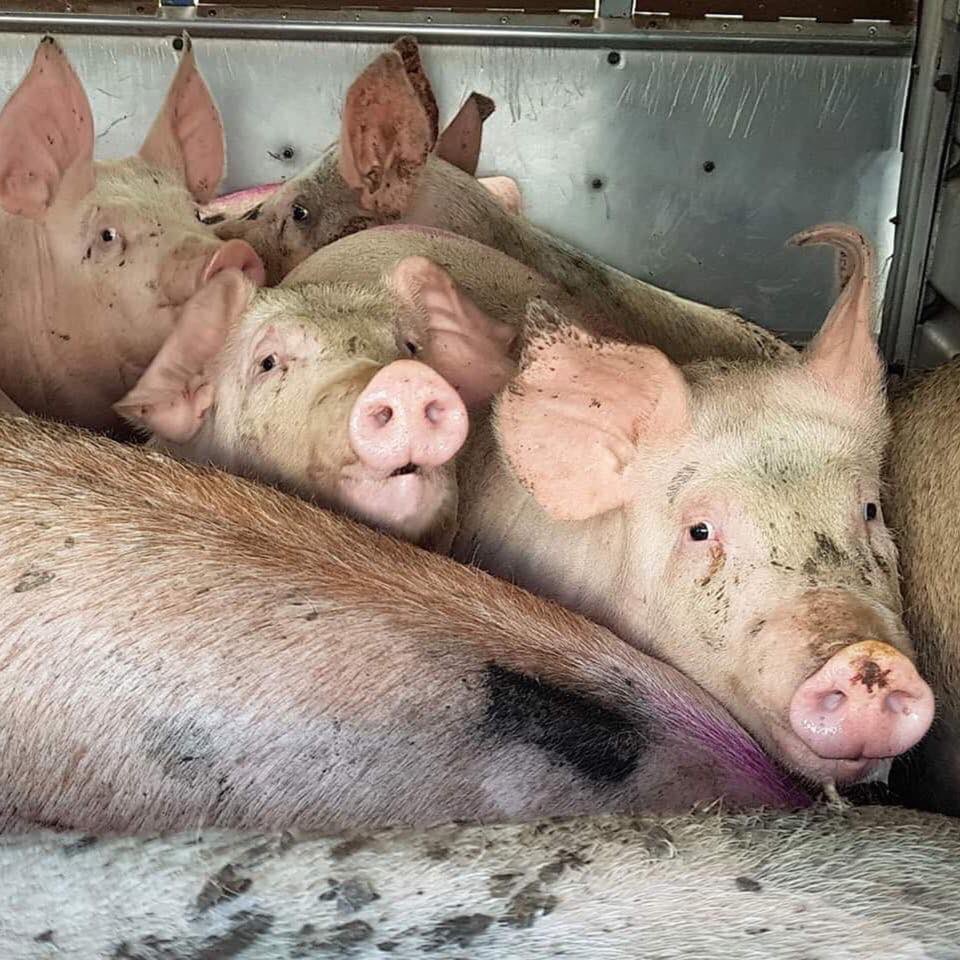 “If one person is unkind to an animal it is considered to be cruelty,but where a lot of people are unkind to animals, especially in the name of commerce, the cruelty is condoned &amp; once large sums of money are at stake,will be defended to the last by otherwise intelligent people."