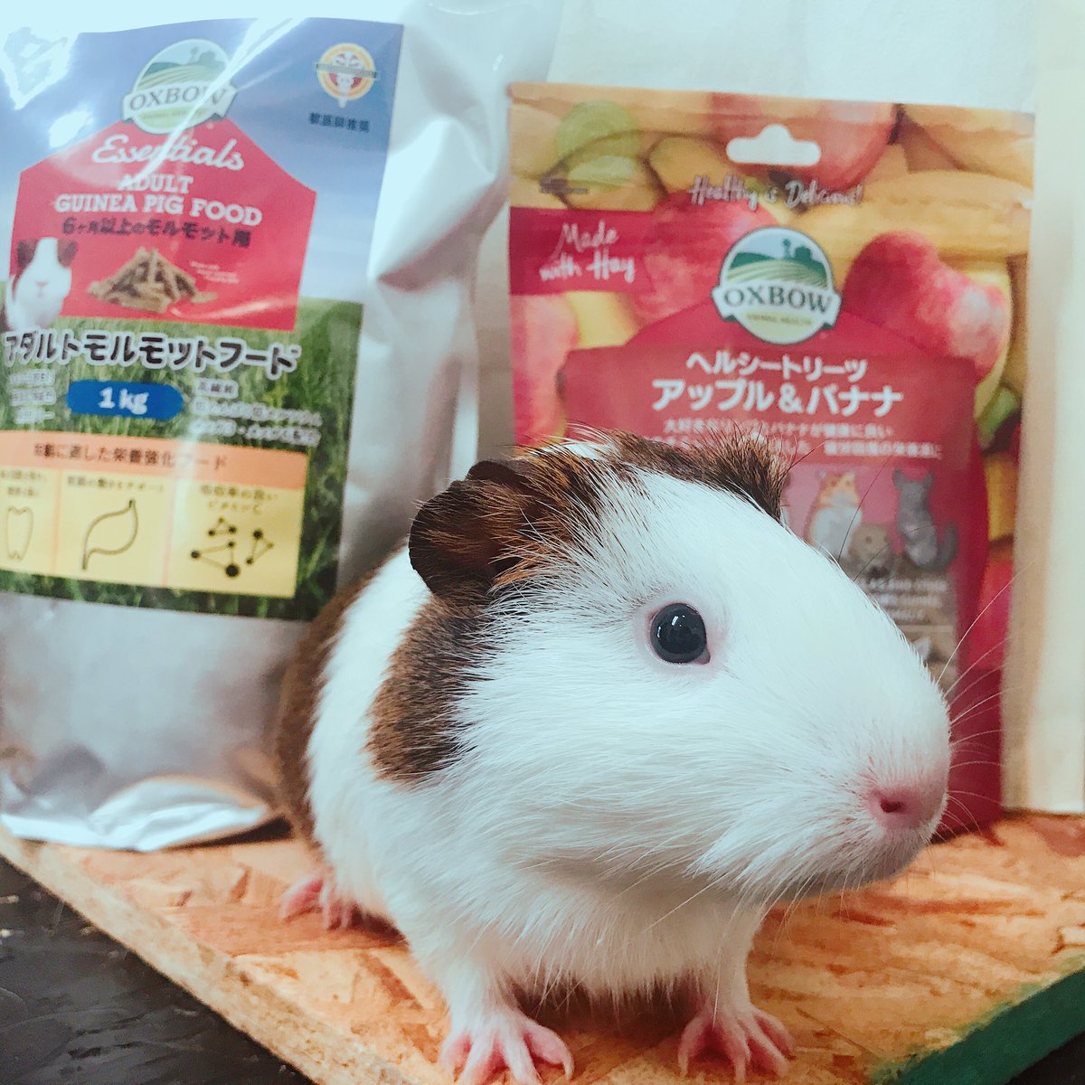 기니피그 Lang Ja Twitter Search