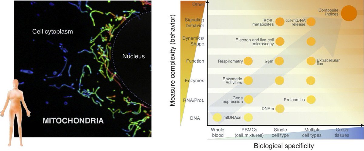 Mitochondrial Psychobiology 
authors.elsevier.com/a/1ZDur8MqMiUm…
#mitochondria #psychology #aging
