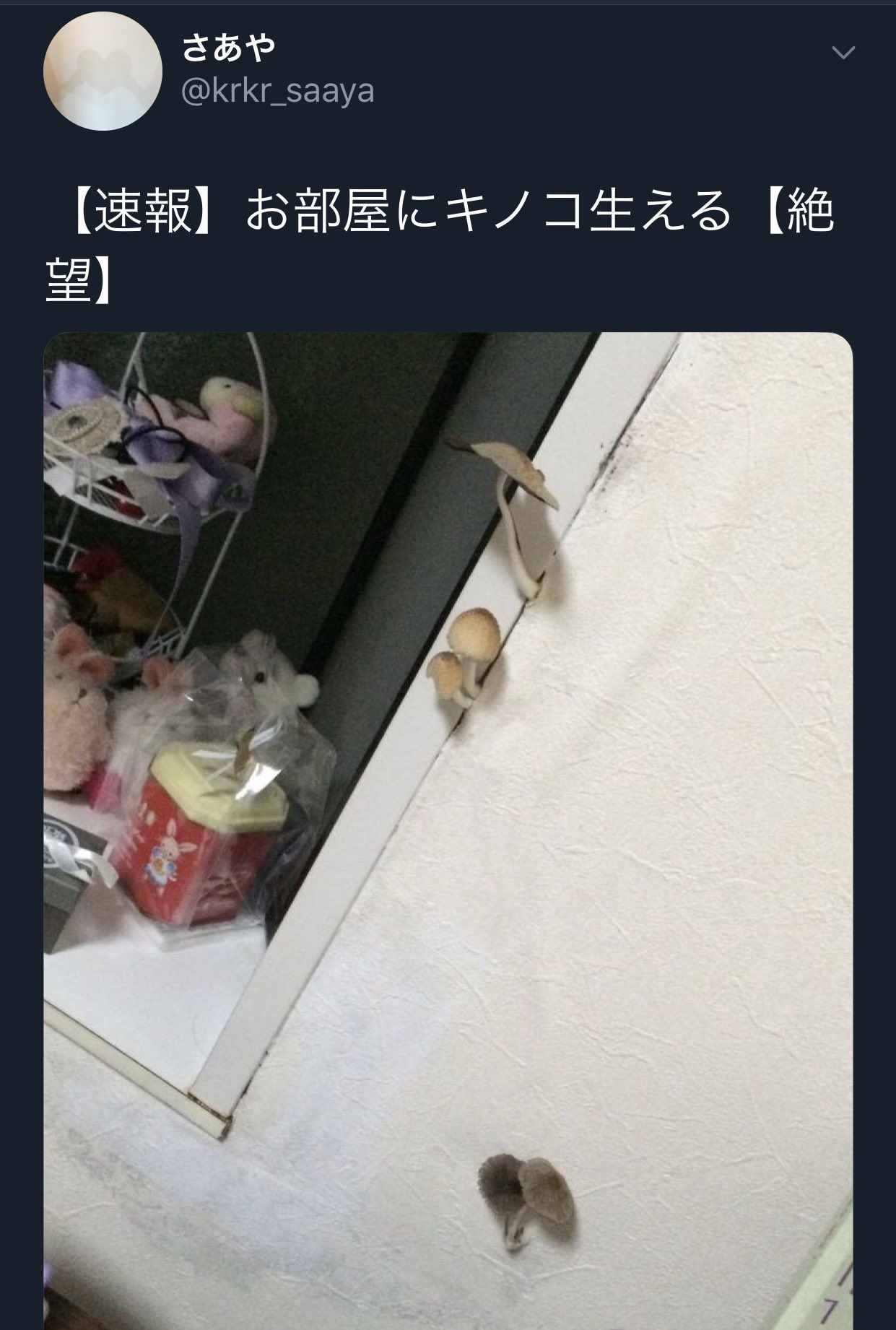 平成を忘れないbot 部屋にキノコが生えた人 T Co Xdgstvuczg Twitter