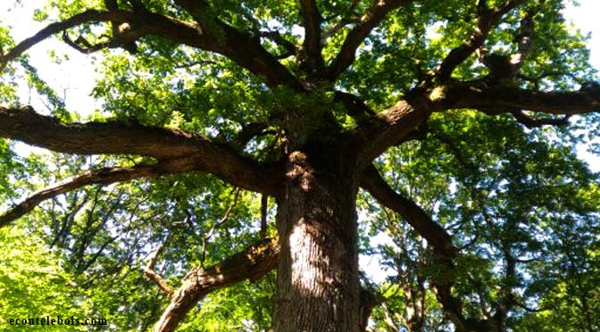 EcouteLeBois's tweet photo. Auprès de mon arbre, je vivais heureux. Moment plaisir et nostalgie ici ! =>
https://t.co/yp9QElscNu https://t.co/ezIJulXc83