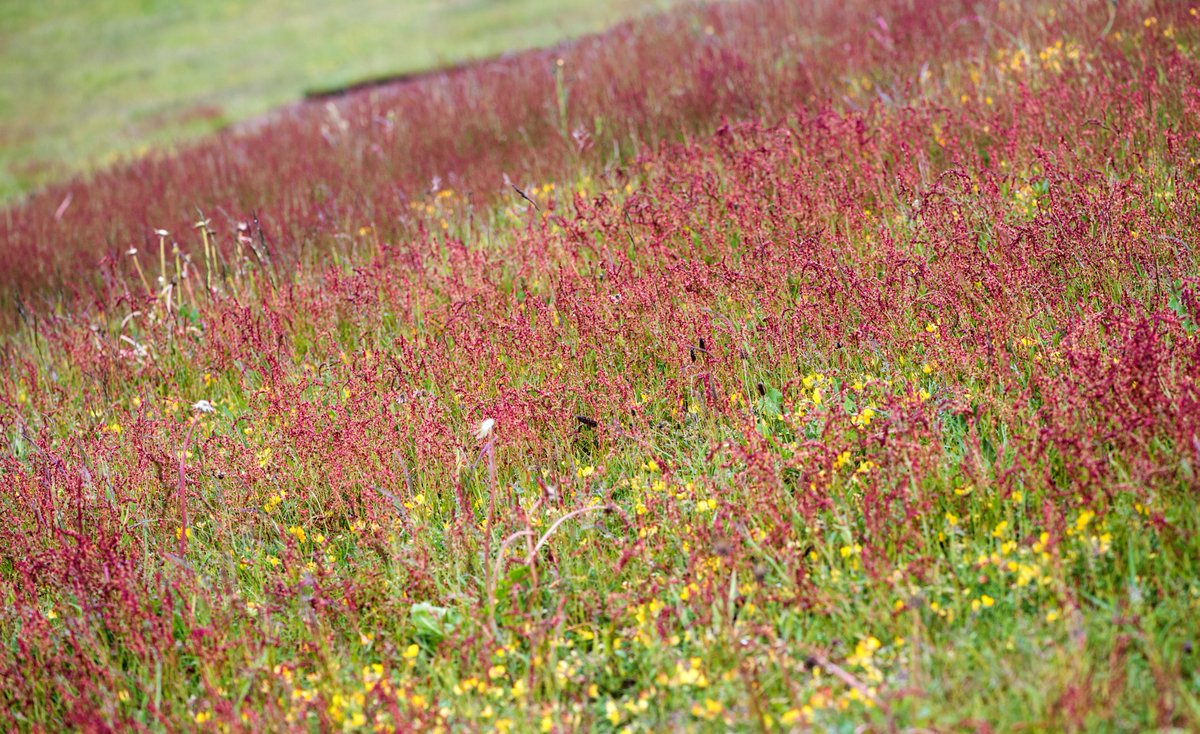 We've been asked a few questions about our approach to grasscutting. It's about nature and our commitment to wildlife 🐝 🌻🌻💐 Full details below
tinyurl.com/y3srbkpn