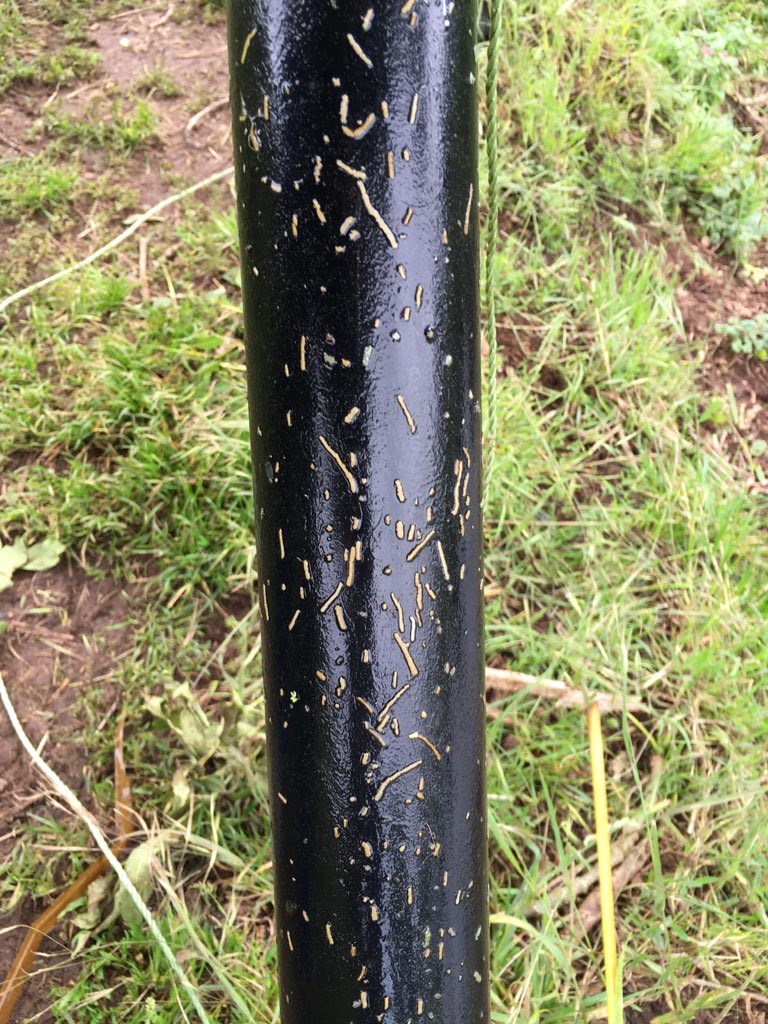 ChrisBaingerEA's tweet photo. #FisheriesOfficer Laura has been providing support to a fishing club near #Kidderminster to help them manage the #fish parasite #argulus.  It's part of a  @FishLab_EA national trial funded by #rodlicence money Parasites lay eggs on the pipes when removed it breaks the lifecycle https://t.co/wzBIOw2pJy