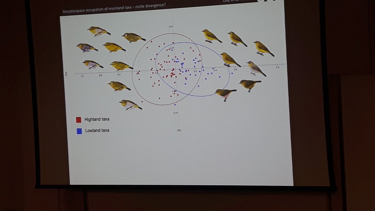 SystAssn's tweet photo. Julia Day examines patterns of morphological diversification in white-eyes #zosterops using #morphospace #SABiennial2019 https://t.co/tzr5x3cece