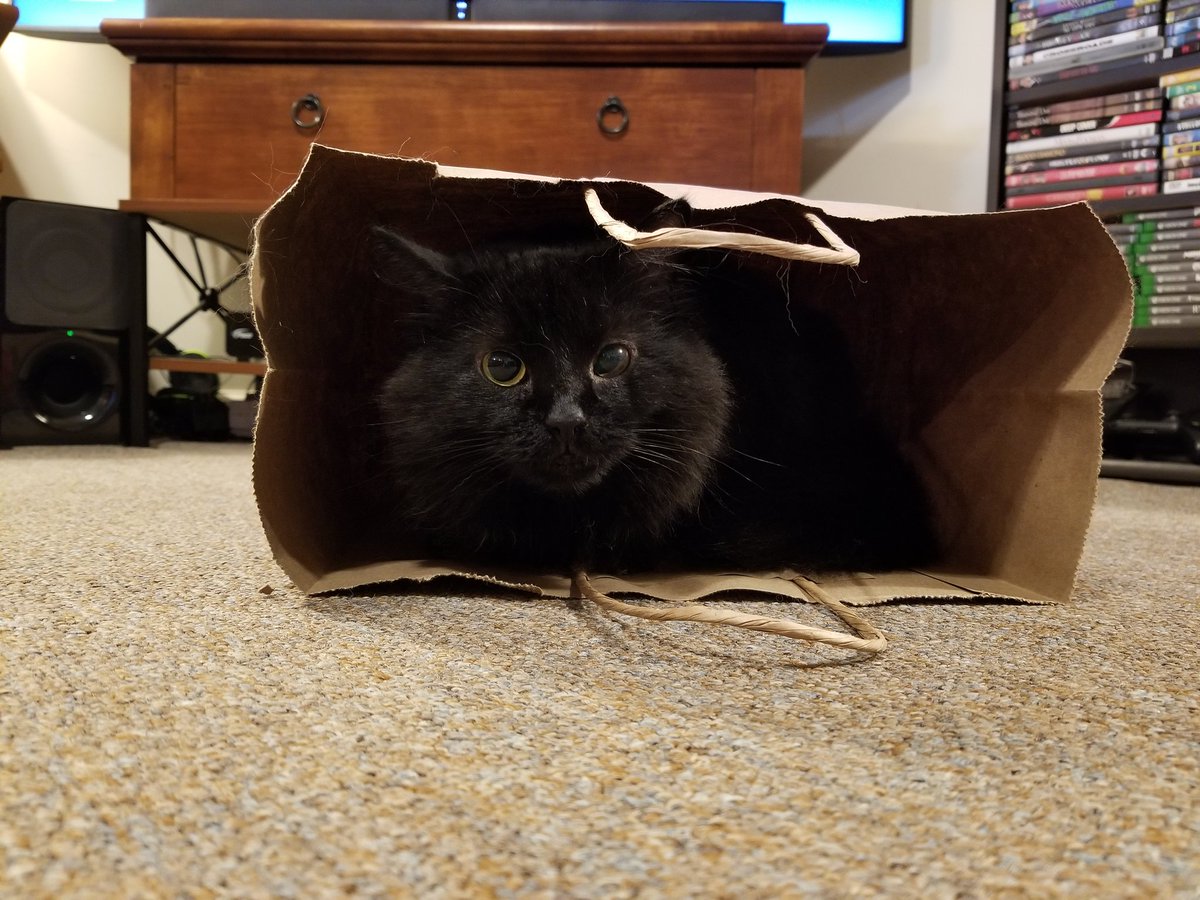 RuckusAmungus's tweet photo. 😹This Freshly Baked Loaf is Bagged &amp; Ready to be Delivered😹
😸Happy #KittyLoafMonday Furends!😸🐾 #MondayMotivation #MondayMorning #MondayMood #mondaythoughts #MondayMorningMood #CatsOfTwitter #cats #CuteCats #TheFurrRealStruggle #monday #MondayMojo #MondayBlues https://t.co/OQru5R1mVU
