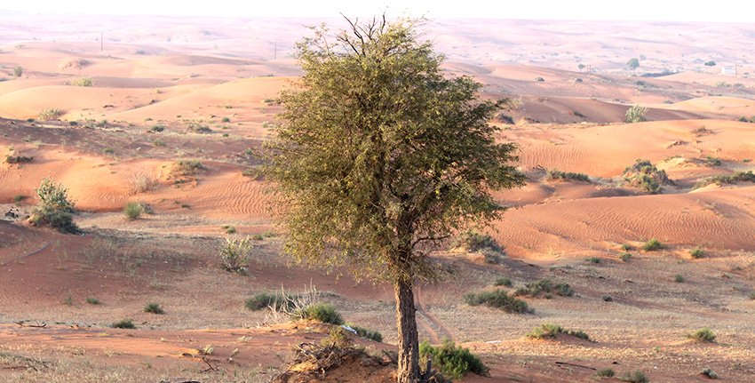 ICBAAgriculture's tweet photo. #Ghaftree (Prosopis cineraria), a flowering tree, holds great promise for #combatingdesertification & improving soil fertility in arid environments thanks to its unique qualities... https://t.co/OadTHpwOi8
#2019WDCD #yearoftolerance #repost https://t.co/Gx3UH3dz0P