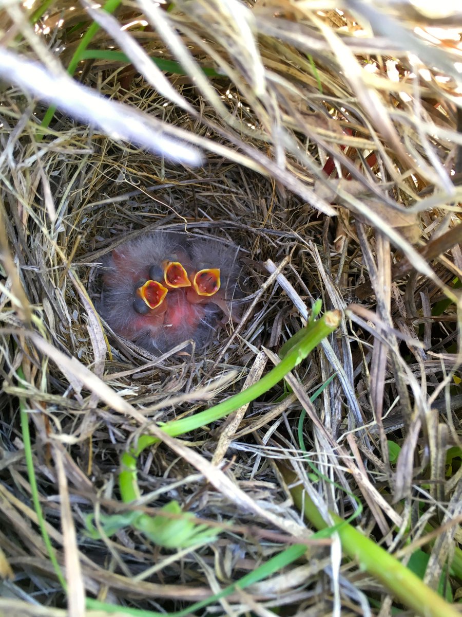 Newman_lab's tweet photo. Winds may be swift across the restored prairie, and mist-netting a challenge, but that deters neither the sparrows nor the determined team who studies them @ALUSCanada. #Ornithology #Biodiversity #WomeninSTEM https://t.co/ekrWUqcDhz