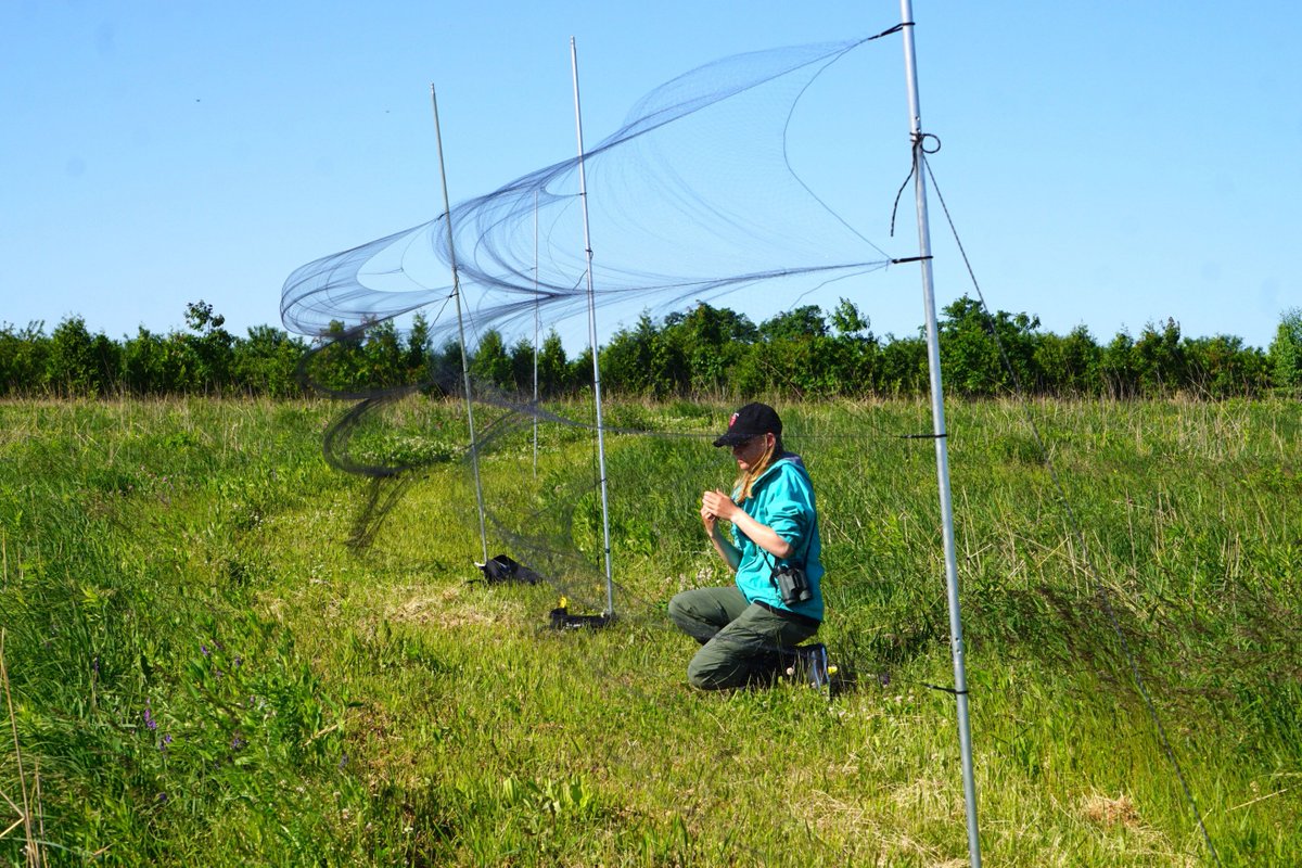 Amy Newman (she/her) on X: Winds may be swift across the restored prairie,  and mist-netting a challenge, but that deters neither the sparrows nor the  determined team who studies them @ALUSCanada. #Ornithology #
