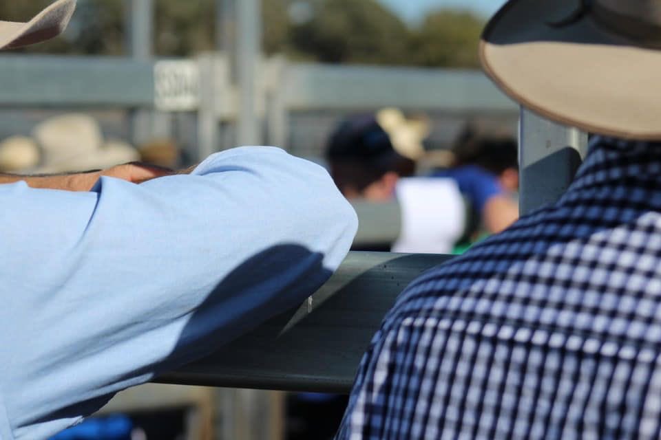 Kicking off at 8:30 am tomorrow at #CTLX - the Prime Cattle Sale, with 3,476 on offer!! 💥 Talk t your local agent for further information! 

Bulls - 72, Cows - 1,045, Others - 2,360 &gt; TOTAL 3,476