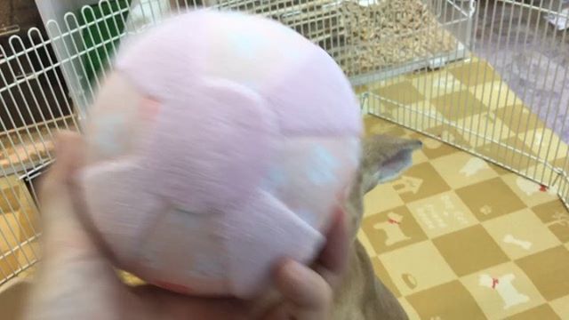 ペットメイト西宮店 على تويتر ミニレッキスさんはボール遊びが大好き わんちゃんみたいに転がってるのを追いかけて遊ぶので小さいわんちゃんをお世話しているみたいになりますよ ミニレッキス うさぎ ボール うさぎ用 ドギーマン 草食動物 小動物 ペット