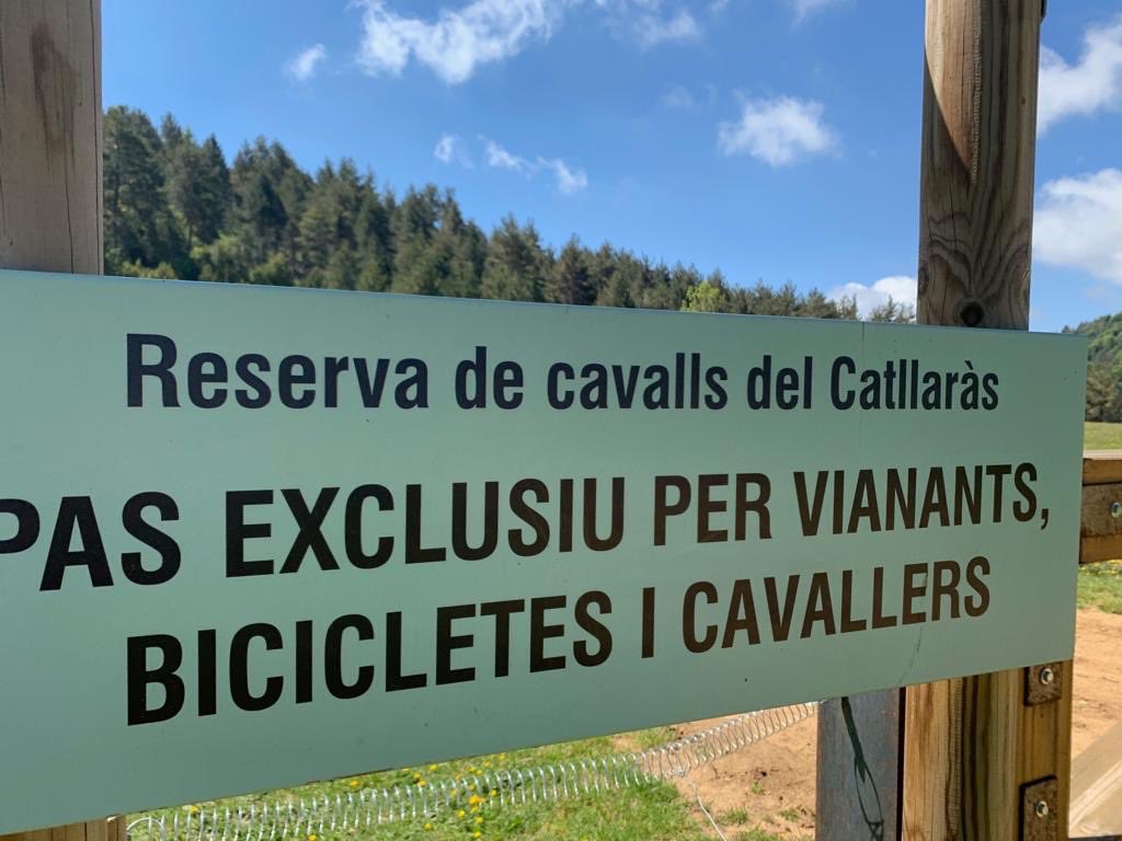 fundaciomiranda's tweet image. #undiaentrecavallslliures #undiaentrecaballoslibres en el #Pladelorri sede de verano de la #fundaciomiranda plenitud entre #caballoslibres en un espacio protegido de interés natural único, a dos horas de Barcelona #cavallspersonesnatura #cavallsboscosisalut #freehorses