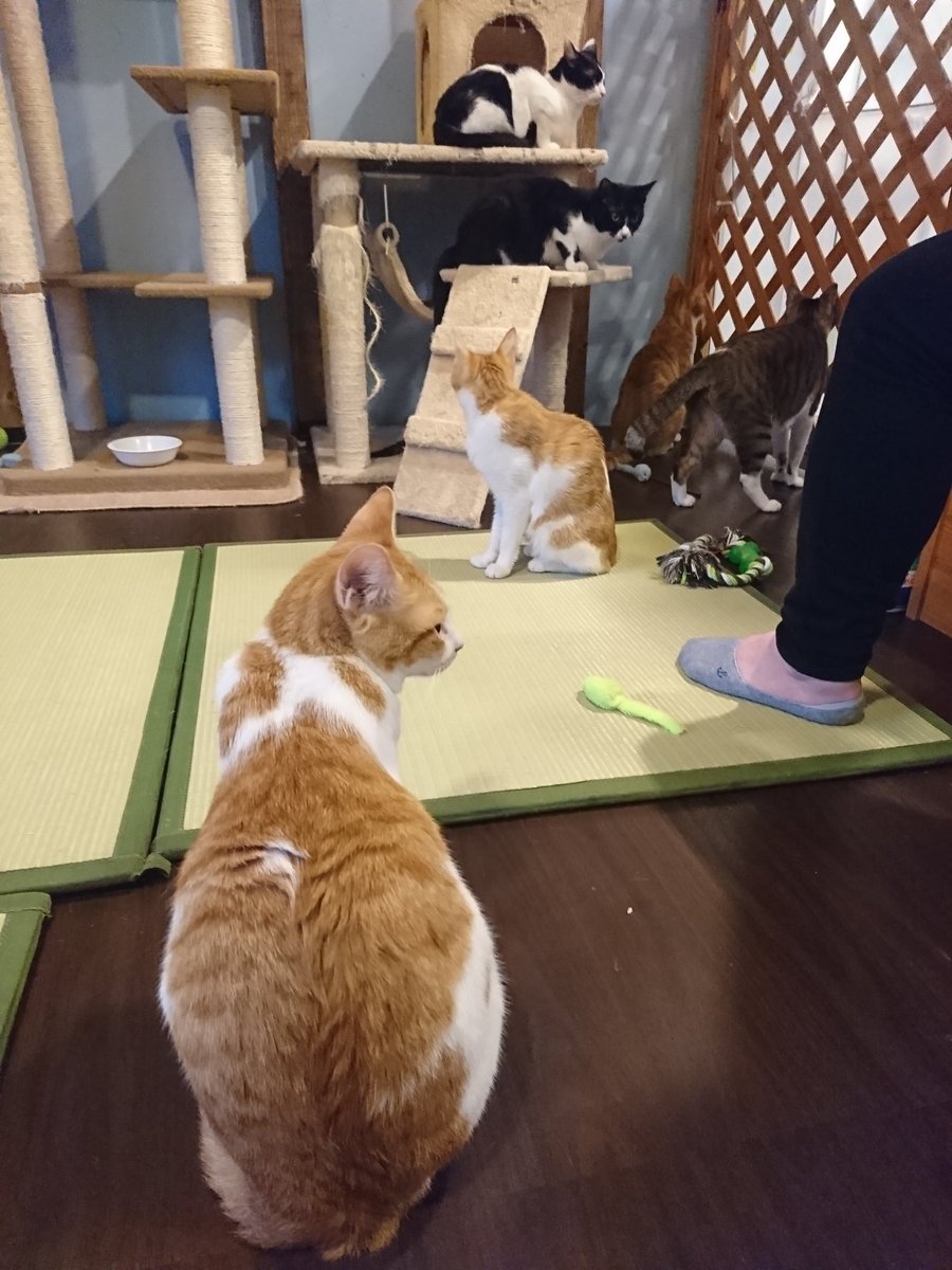 猫スペースファズ