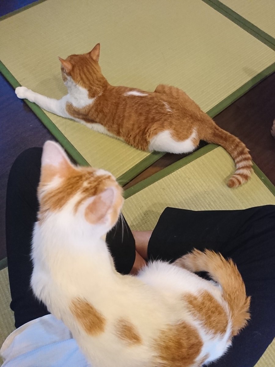 猫スペースファズ