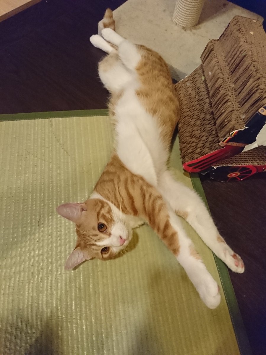 猫スペースファズ