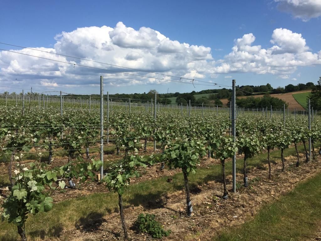 tuffonhall's tweet photo. It's always a pleasure to stroll through the #vineyard in the afternoons. Every day it changes, and it's especially exciting at this time of year when the #vines are getting greener and bushier day by day. We will be seeing the first sign of #grapes soon - watch this space! https://t.co/QlDjFZmgdw