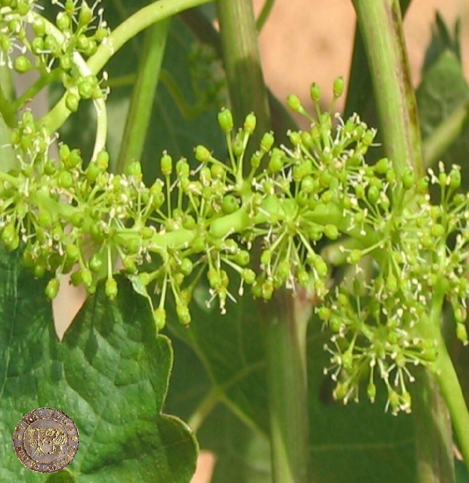 La fiesta de la floración.

Este año la floración va algo más retrasada, pero ya nos deja bellas imágenes como esta.

🗓️ Las viñas, de Mayo a Junio.
📍 Viñedos - Anguix

Defendemos la cultura del vino en su máxima expresión.

#cultivo #vineyards #eco #biodinamic #vineyardlife