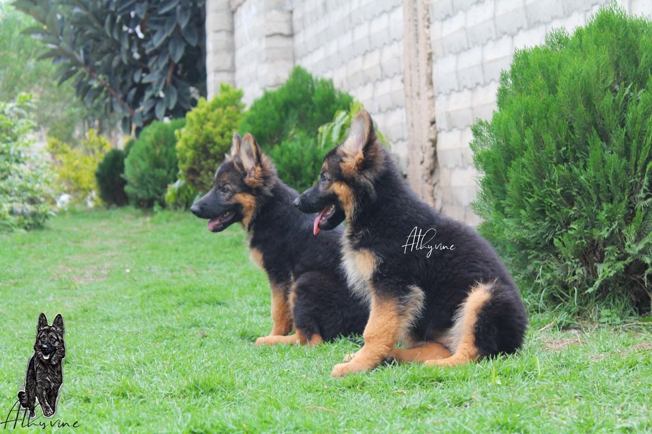 Athyvinekennel Athyvine Twitter