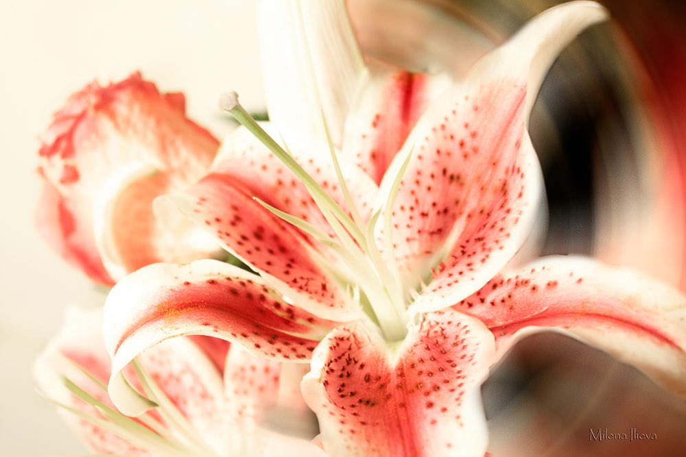 Lily Artistry
milena-ilieva.pixels.com/featured/lilie…
#fineartphotography #homeinterior #photography #floral #flowers #floralartistry #dailyphoto #floralphotography #creativephotography #canvasprints #printsforsale #pinklilies #lily #lilyflowers #wallart #wallartdecor #homedecor #canon #canon6d