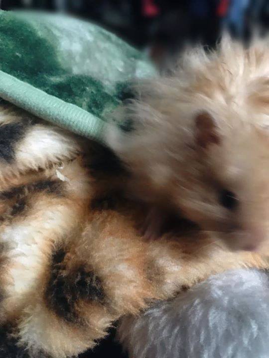 hamsterfluffs's tweet photo. I think I smell more treats! Gonna go get me da treats I deserve. https://t.co/7clsjHKvf1 https://t.co/sq9XeOEuy2 https://t.co/hphxZauy3g