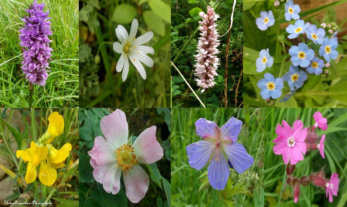 HLEarnshaw's tweet photo. Day 17: Headed out on the River Irwell for a Balsam bash this afternoon in a stretch of river that was hugely botanically rich. #30DaysWild @30DaysWild @MerseyRivers https://t.co/IZaXwJ4dx4