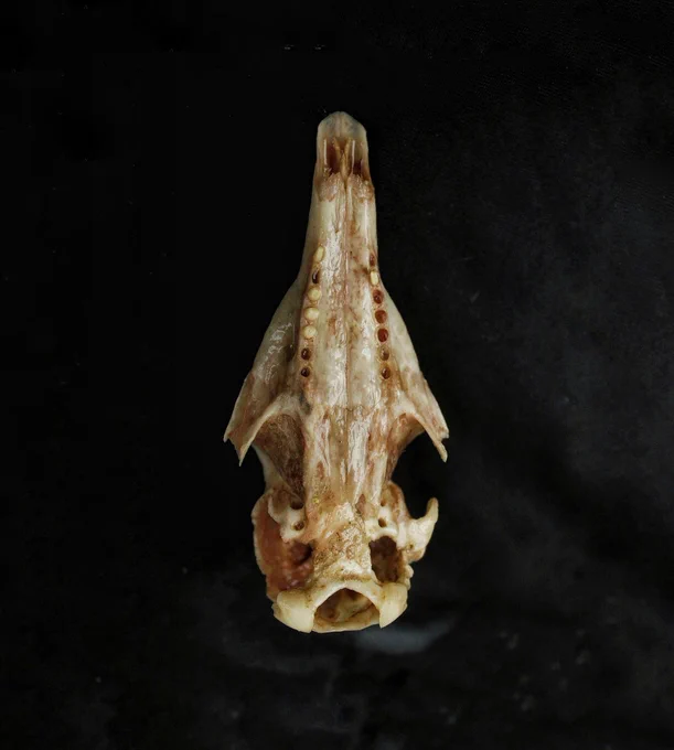 Image from Magnus.maggot (@MaggotMagnus)