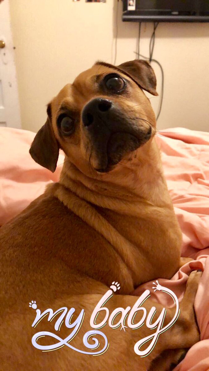 ADLAPuertoRico's tweet photo. Our favorite Nuyorican! Buddy, adopted September 2018, now a New Yorker πΎβ€οΈ #adotpdontshop #pugglemix #newyorkerdog #rescuedogs #imadopted #satosofinstagram #newyorican #puertoricodogs https://t.co/kAnJe1U5e2