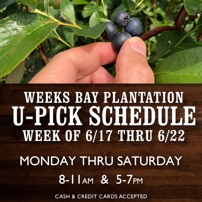 This week’s picking schedule! 
Picking times are 8am-11am and 5-7pm every day this week except Sunday...while they last! 
We’ve got the buckets and the berries just waiting to be picked - all we need is you! 

#eatlocal #eatfresh #organic #blueberry #farm #UPick #FairhopeAlabama