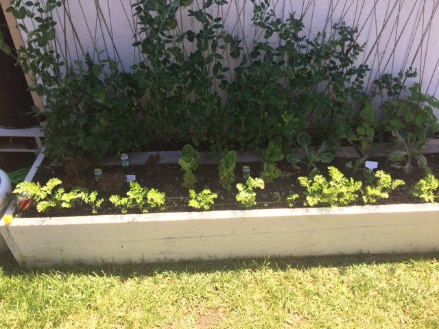 The community garden at Somerhill Farms Town &amp; Country Residences is now in full bloom. #GatesHudsonFTW