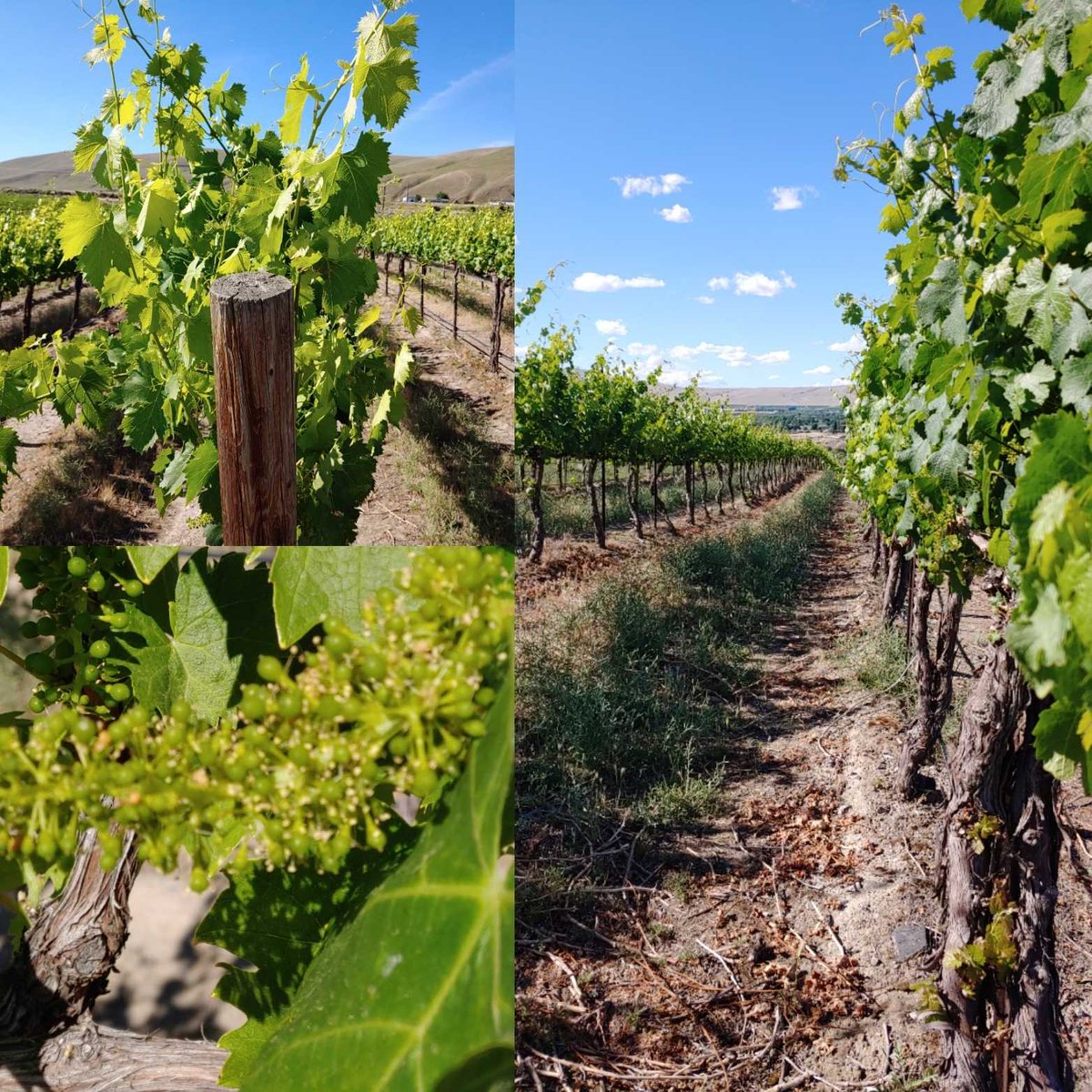 Look at those grape clusters! Here we go Vintage 2019! #estategrown #yakimavalley #chandlerreach #crvwinemafia #familyvineyard #happygrapes