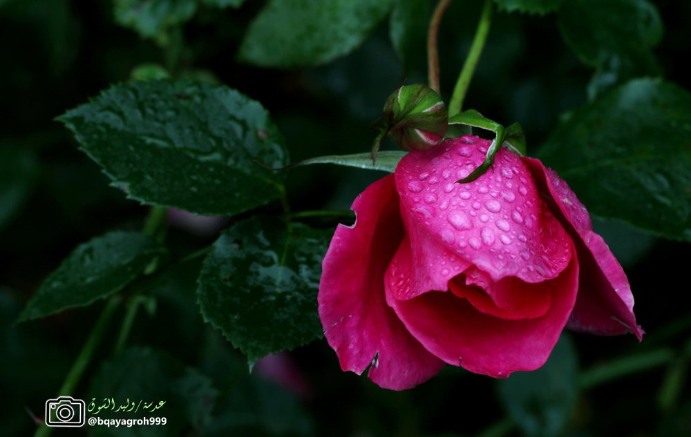 #شاركنا_صور_من_تصويرك
▫️
الحبّ كالوردة الجميلة

والوفاء هو قطرات النّدى عليها

 والخيانةُ هي الحذاء البغيض الذي يدوس على الوردة فيسحقها
▫️