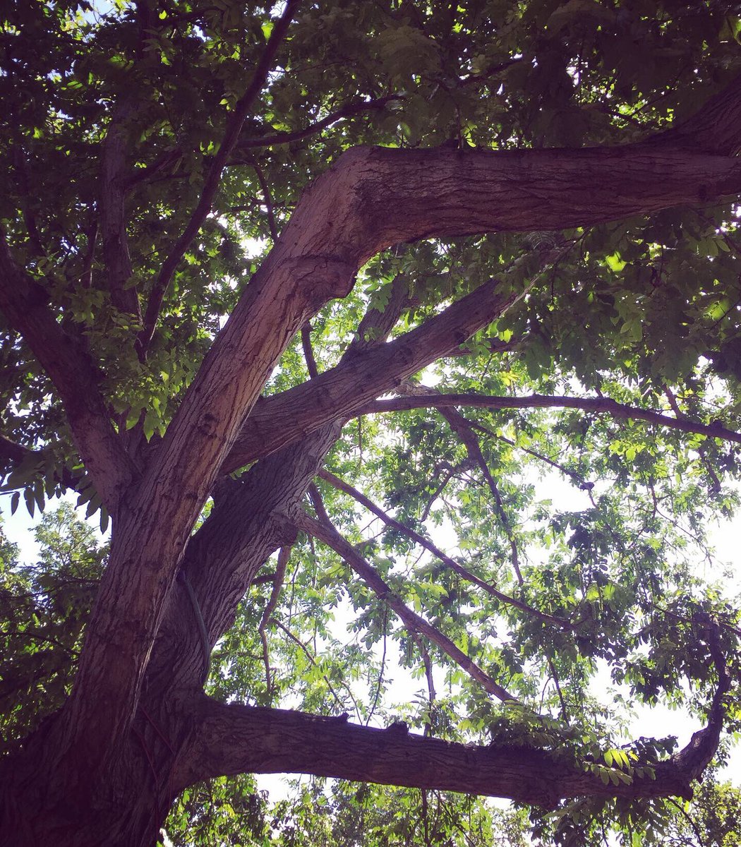 studiogogo's tweet photo. A bronze statute of Peace at Rotunda Garden, Smithfield Market, and a beautiful Caucasian Wingnut tree. You can VR swing under its canopy from tomorrow! #Volo #FantasticFeats #LFA2019 #studiogogo #virtualreality https://t.co/XMDyGPhSLk