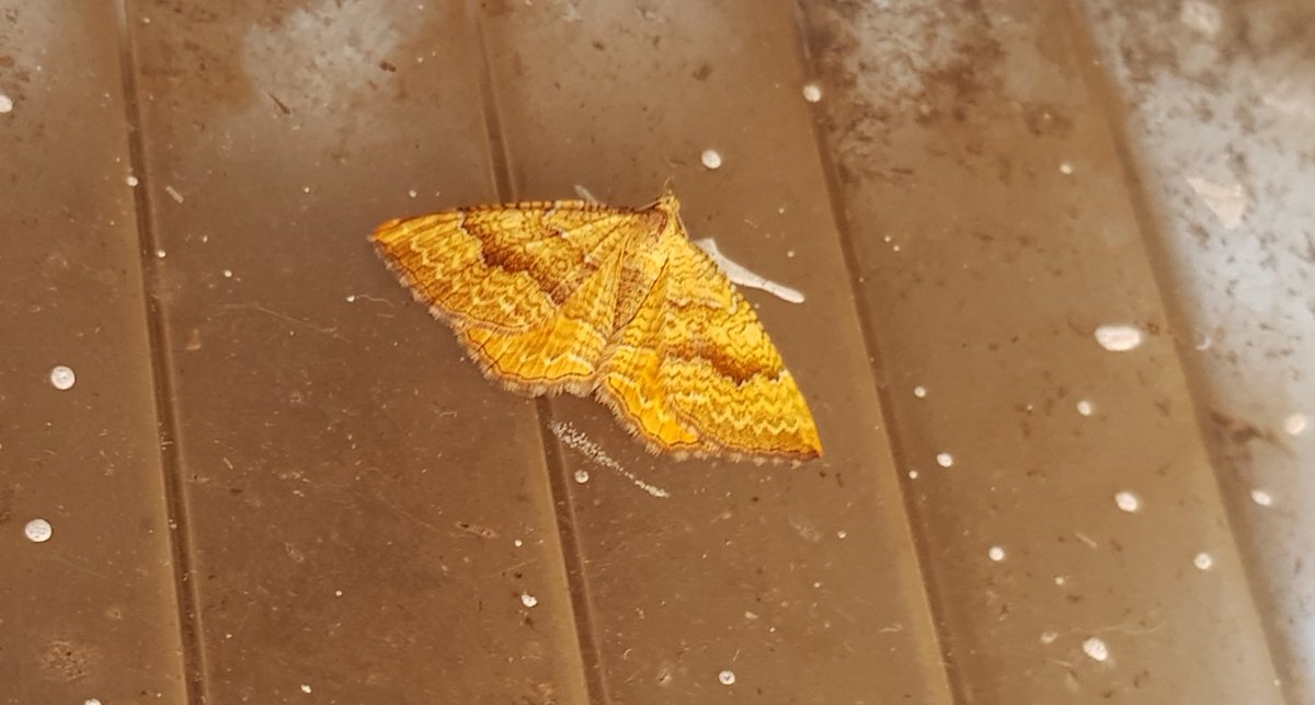 Nesquik1962's tweet photo. Help! #Moth people. My book says #YellowShell ?
#EastHam #London
@savebutterflies @britbutterflies @ukbutterflies @BritishMoths https://t.co/dax8byTIID