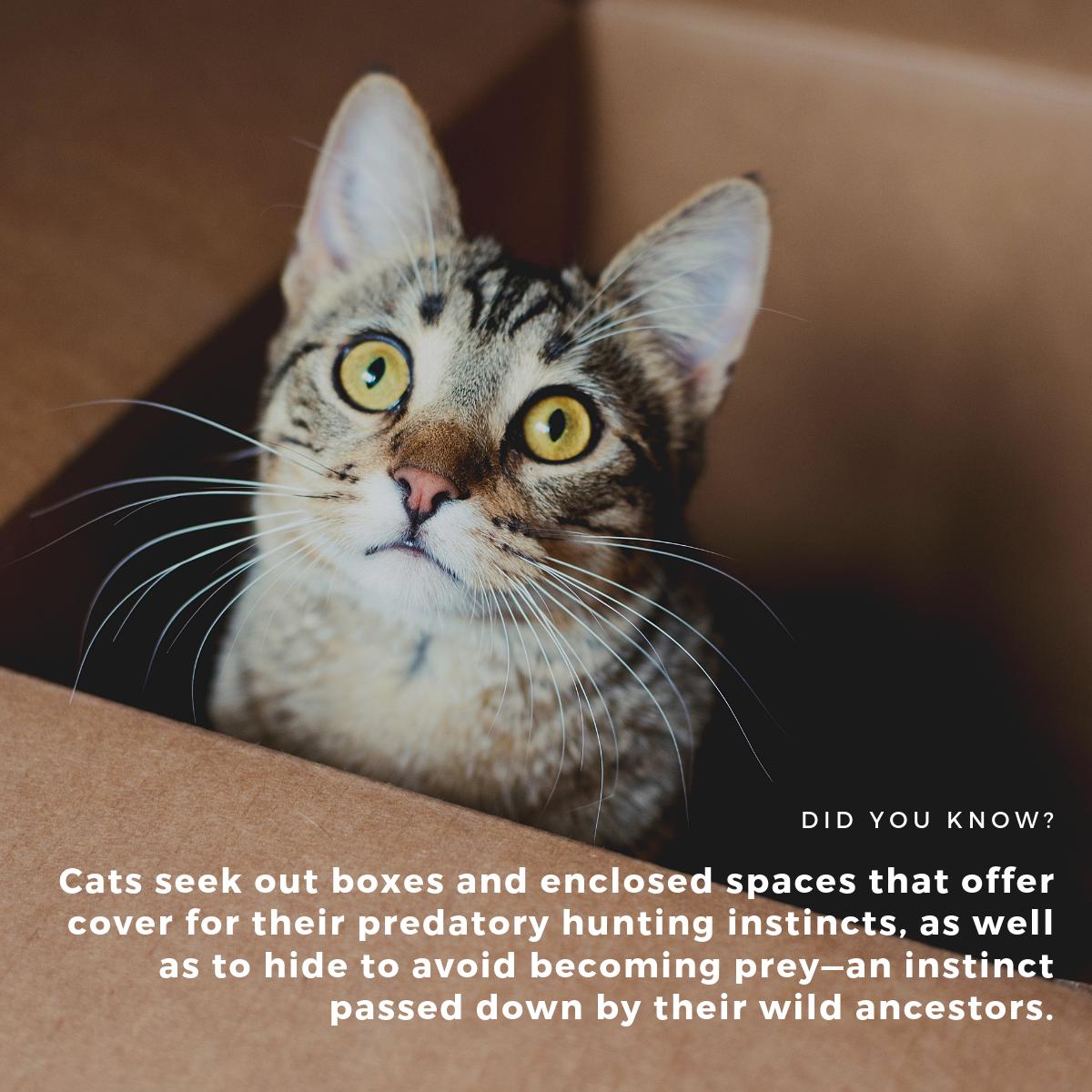 If you leave a box out, chances are your cat will find it and sit in it. This behavior comes from their hunting instincts!