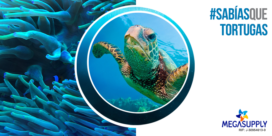 MegasupplyES's tweet photo. ¿#SabíasQue las tortugas no poseen cuerdas vocales? A pesar de carecer de cuerdas vocales y de que no pueden toser usan su lengua como cebo para atraer a sus presas y además son capaces de producir algunos sonidos. #Megasupply #Océanos #Tortugas https://t.co/prYp0cR92b