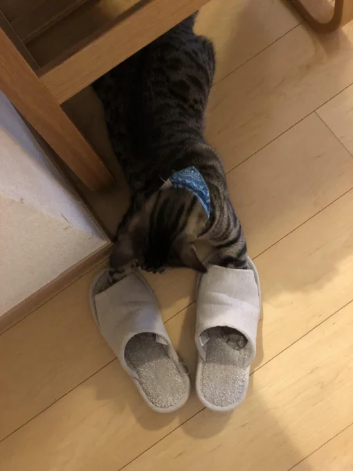 妹が猫にスリッパ両方取られて履けないらしい 