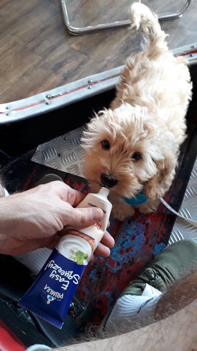 sarahlstevo's tweet photo. A new customer for @Primula_Cheese #biggestfan #easysqueezy #cheeeeese https://t.co/v2tp9C1kv3