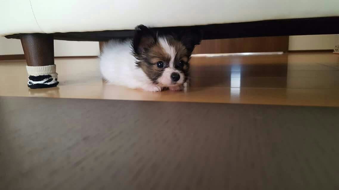 みぃ 血統証明書を 発見 ちょっと笑っちゃう 笑 そして 反省してソファの下に潜って様子を伺ってる ミニはる お気に入りの１枚 思い出の仔犬時代