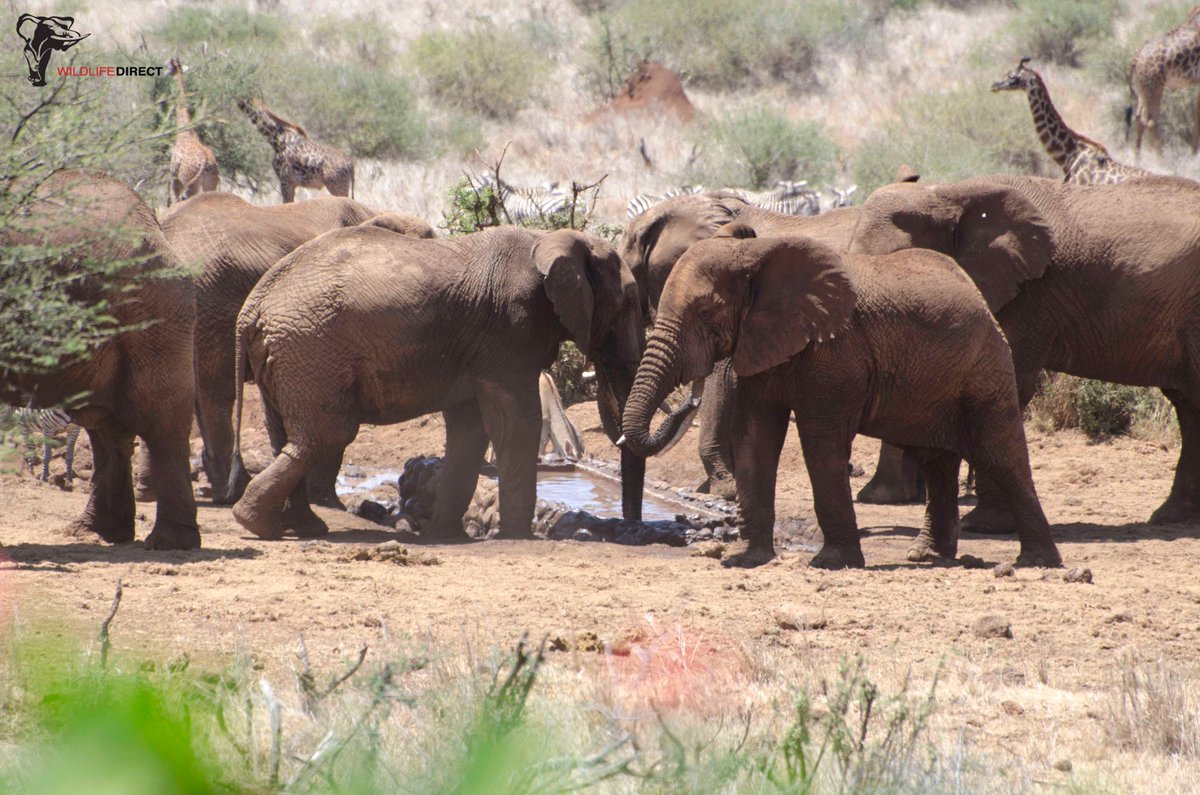wildlifedirect's tweet photo. On "World Day to Combat Desertification", we recognise the need to protect the planet from degradation through;

✅Sustainable consumption and production
✅Sustainably managing its natural resources
✅Taking urgent action on #ClimateChange. 

#WDCD2019Ke #2019WDCD #WDCD2019 https://t.co/bJ9suG9nbp