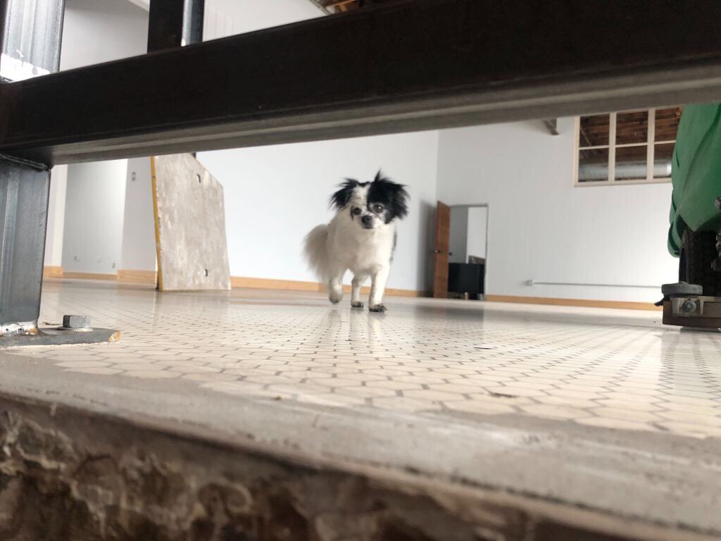 OnceFilms's tweet photo. It’s starting to look more like our new home! Even Kylie thinks so! #movingin #movingon #newspace #ThisIsOnce @MidtownAlley https://t.co/hH67U5RJbc