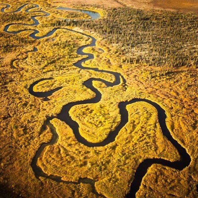 Bristol Bay in southwest Alaska is a sprawling watershed of streams, rivers, wetlands, tundra, and forests about the size of West Virginia. It continues to produce the world’s largest sockeye salmon fishery and one of the most prolific king salmon runs l… bit.ly/2Knb3mF