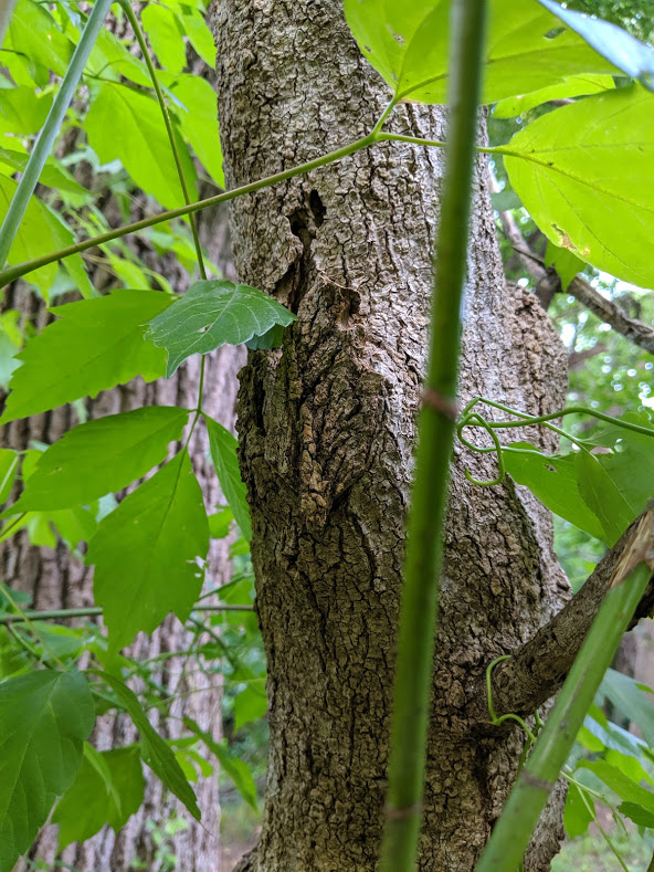 geocachinggal's tweet photo. Can you spot the cache we hid yesterday? #geocaching @GoGeocaching https://t.co/mJkSC63KAx