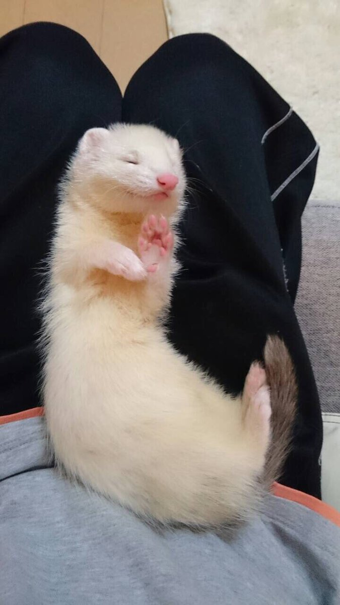 菩薩みたいなイタチ Togetter