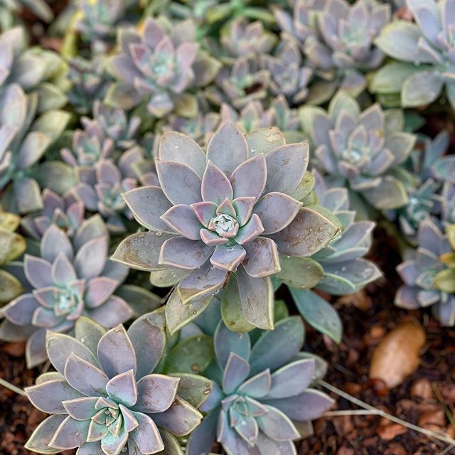 psyne's tweet photo. https://t.co/FOsfSnxXOm Saw these diamonds growing outside the office. .
.
.
.
.
.
.
.
.
.
#portrait #shotoniphone #austin #texas #atx #texasforever #succulents #plants #water #diamonds #nature #summer #beauty #monday #work https://t.co/eJ8UiB9Gch