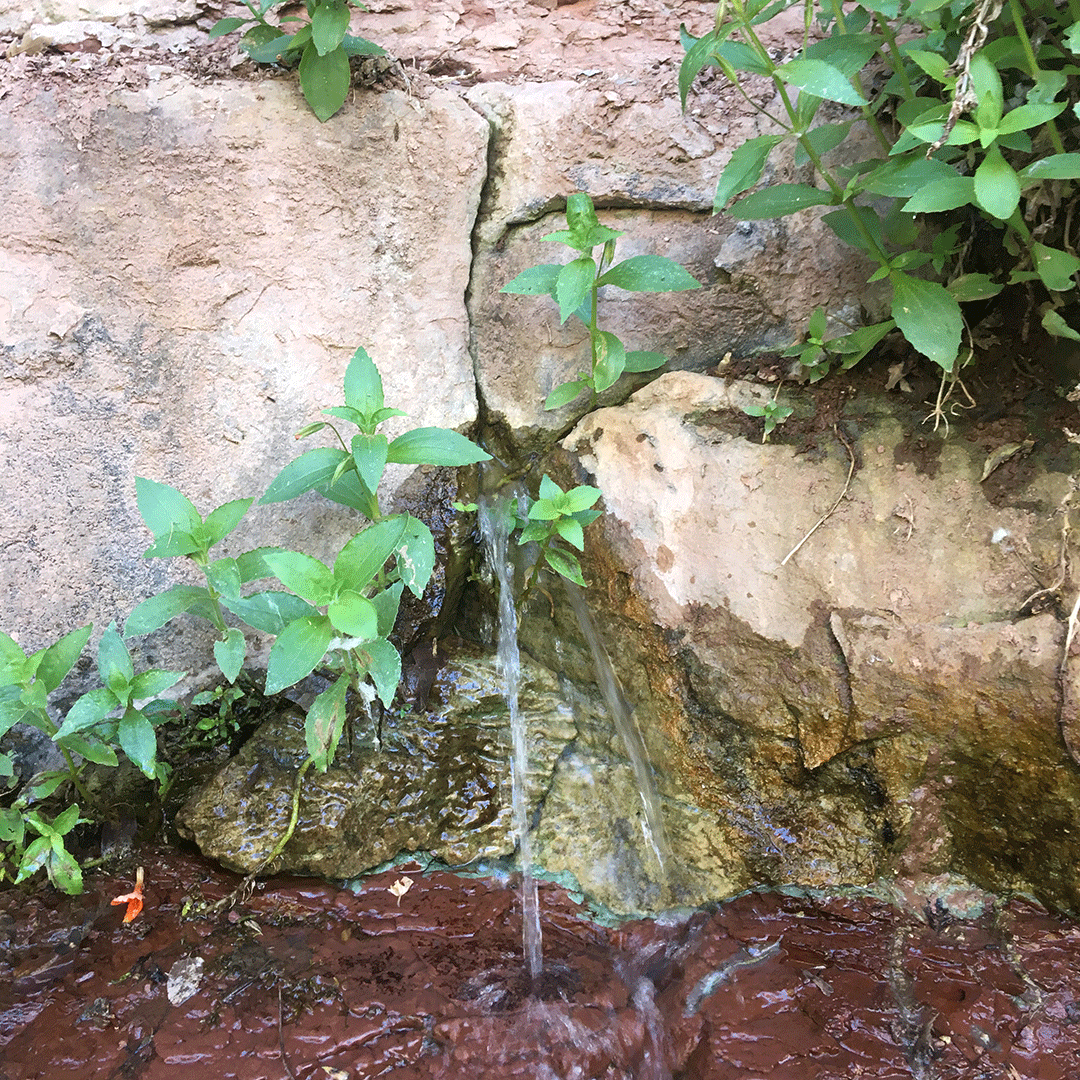 Zion_NP_Utah's tweet photo. Is your glass half full or half empty? Fill it with Zion spring water! 😏

#zion #zionnationalpark #springwater #hiking #explore #utah #summer https://t.co/peXXw8ibyy