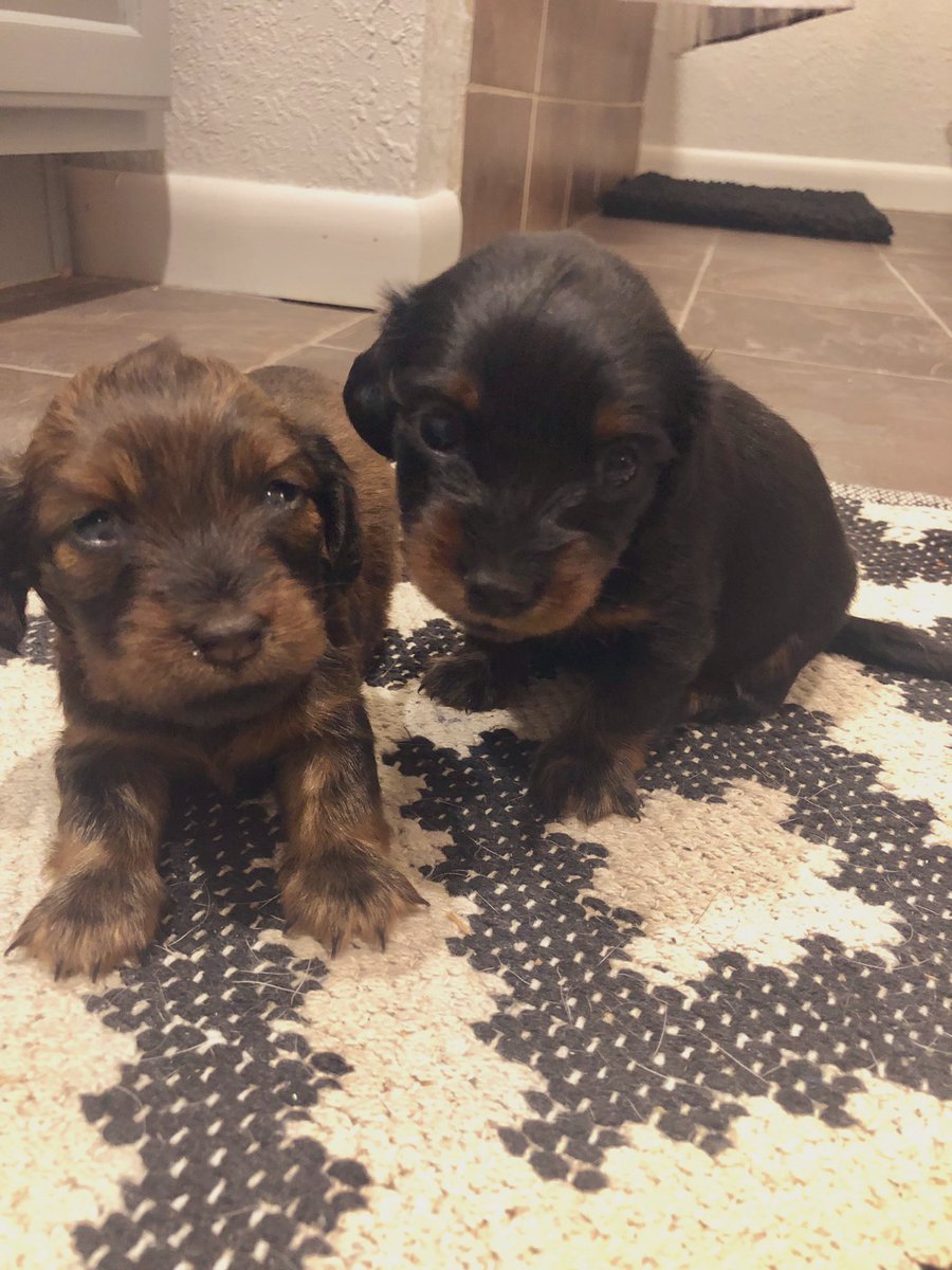 emmamaeclausen's tweet photo. These two girlies are looking for their forever homes. Born 5/19. Long haired miniature dachshunds. Let me know if you are interested ☺️💕🐶 https://t.co/2U8NHmUvbT